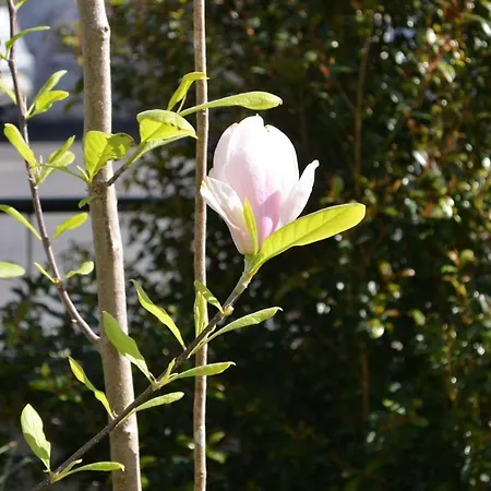 別荘 Beija-flor House